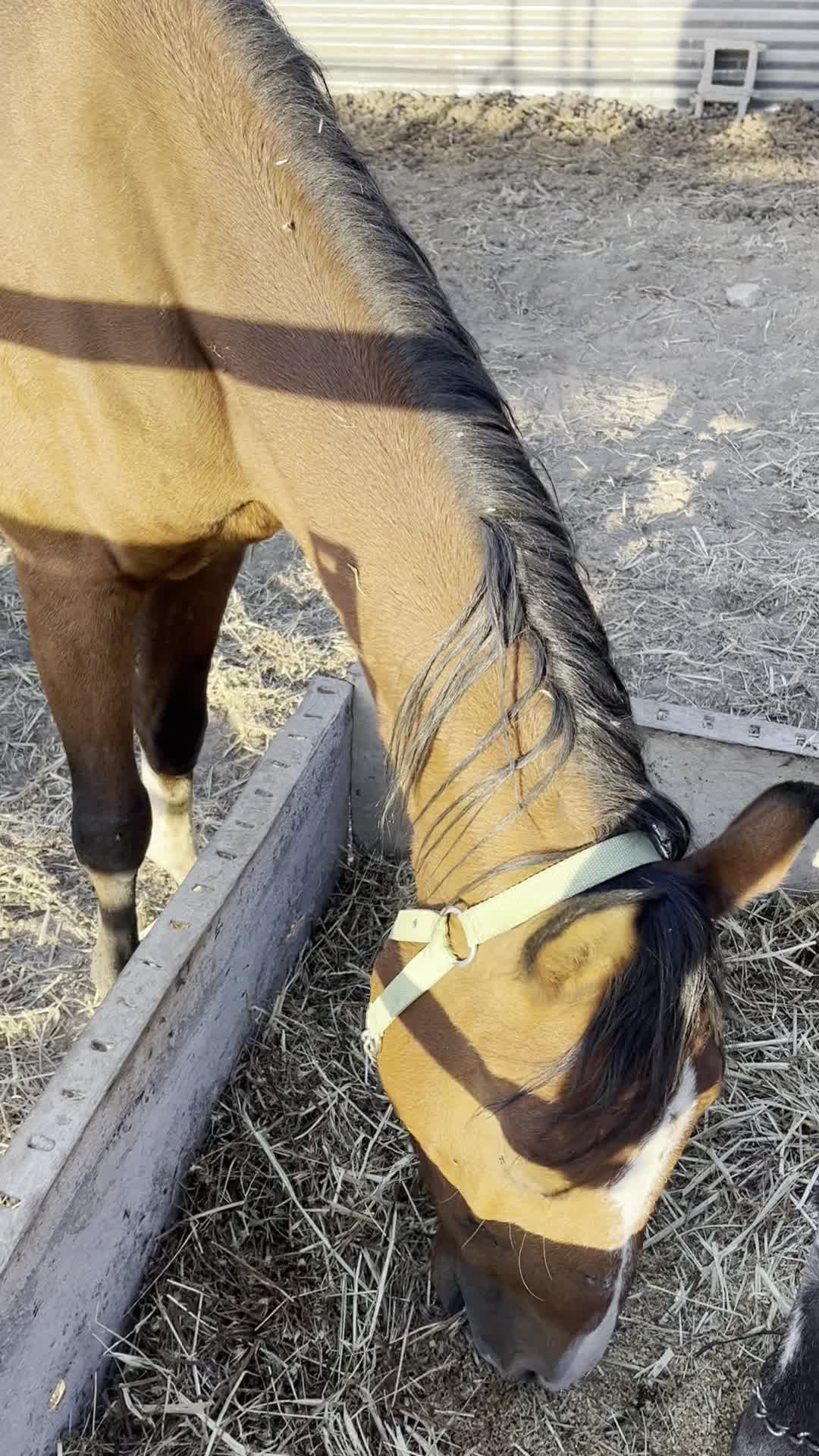 اسب نریون سواری اسب مادیون کششی|اسب و تجهیزات اسبسواری|مشهد, خین عرب|دیوار