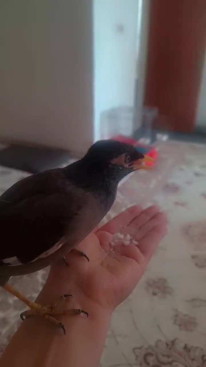 جوجه میناچهارماهه باهوش|پرنده|یزد, |دیوار