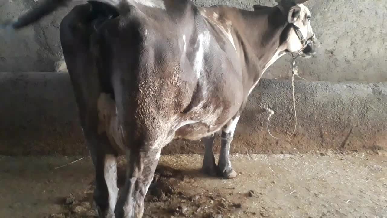 گاو و گوساله|حیوانات مزرعه|کرمانشاه, |دیوار