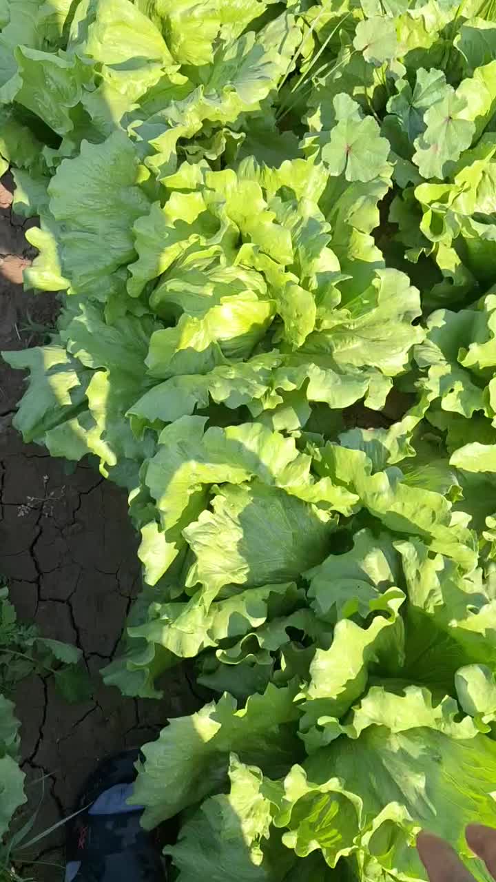 کاهو رایدرپلاس|خدمات باغبانی و درختکاری|دزفول, |دیوار