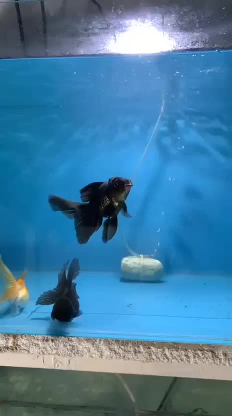 انواع ماهی گلدفیش بوفالو کوریدوراس دیسکس کوی و...|ماهی|مشهد, کوی راد|دیوار