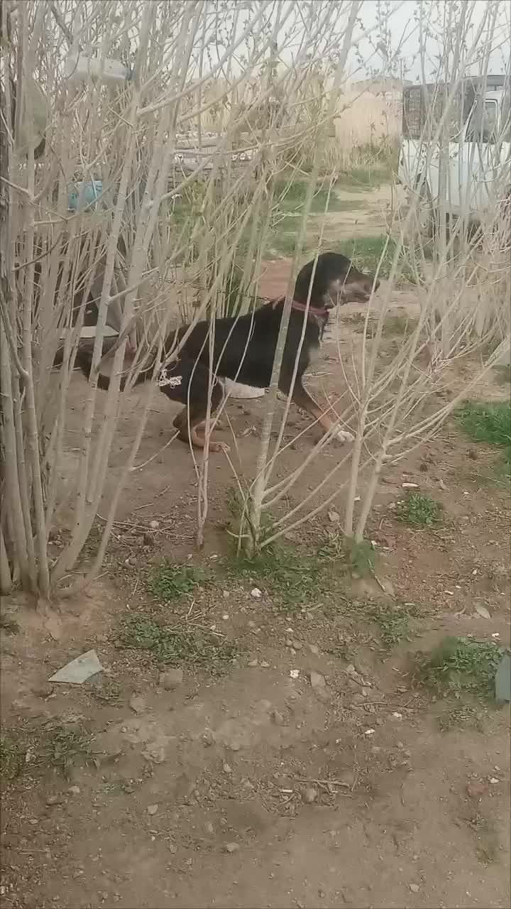 سگ رسمی|سگ|لالجین, |دیوار