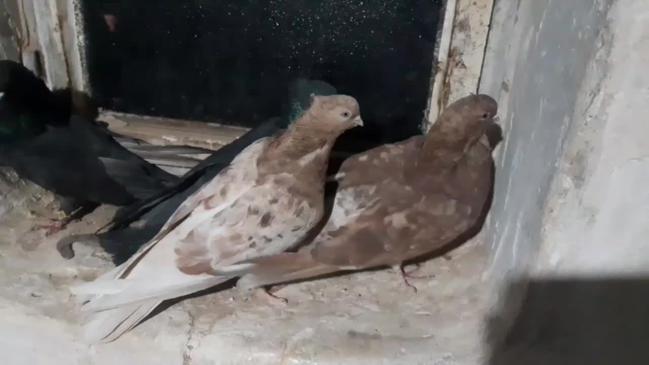 دو جفت سرول|پرنده|درگزین, |دیوار