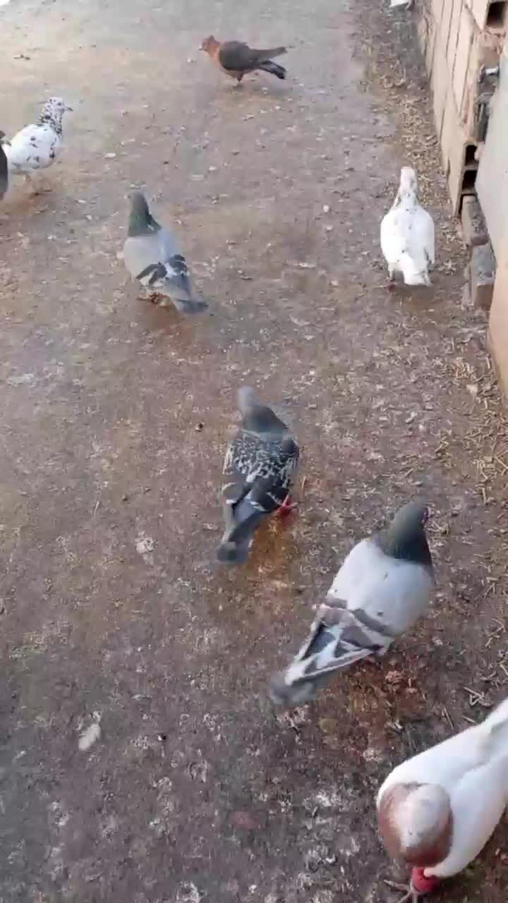 کفتر بوم پرشی|پرنده|سبزوار, رباط|دیوار