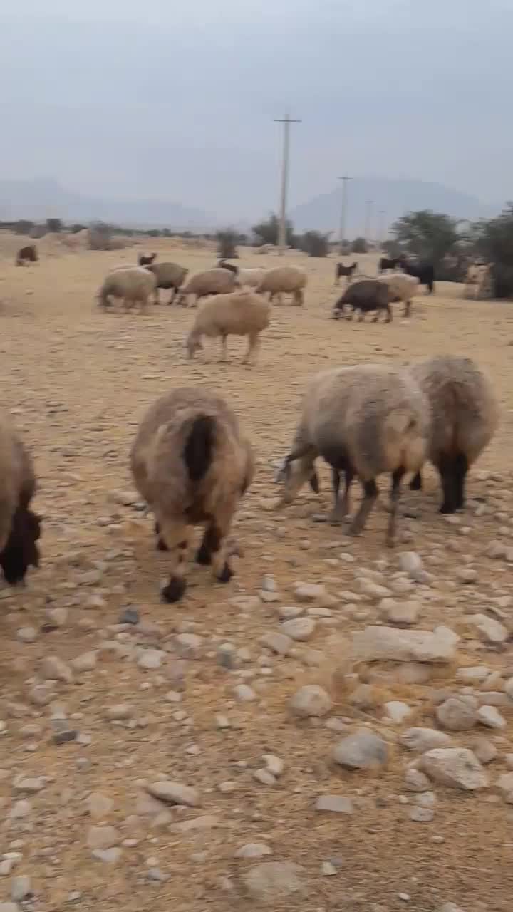 ۶۰ راس شیشک و میش دورگ بختیاری بره دار|حیوانات مزرعه|کازرون, |دیوار