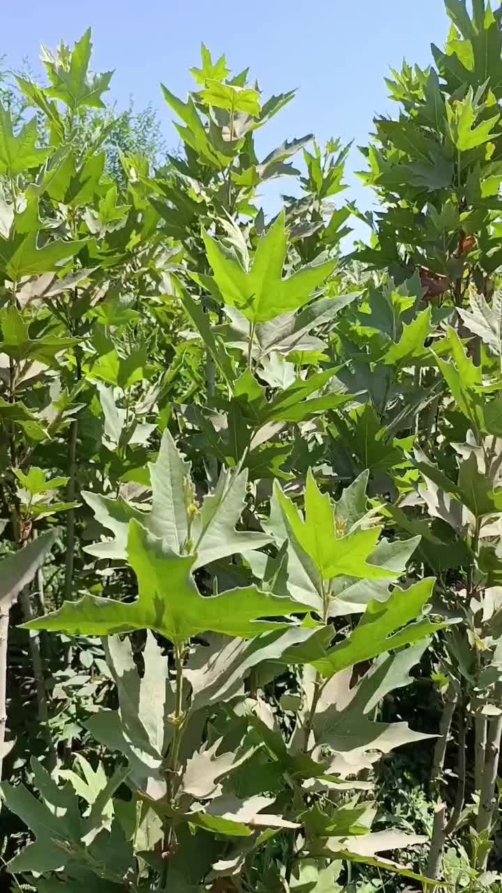 نهال برای حفاظ دورباغ نهال گلدانی سرزنی شده چنار|خدمات باغبانی و درختکاری|کرمانشاه, |دیوار