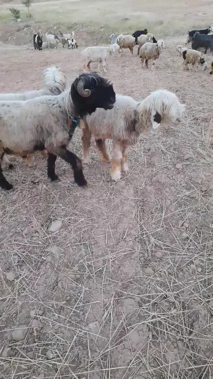 ۷۰۰،۰۰۰،۰۰۰|حیوانات مزرعه|باغ ملک, |دیوار