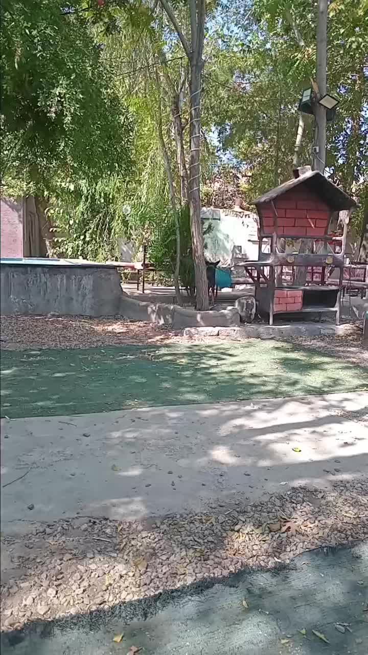 سگ دوبرمن / آمریکایی /شناسنامه دار|سگ|شیراز, معالی‌آباد|دیوار