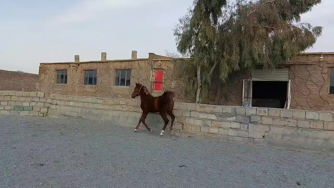 کره شبدیز|اسب و تجهیزات اسب‌سواری|نجف‌آباد, حومه نجف آباد|دیوار
