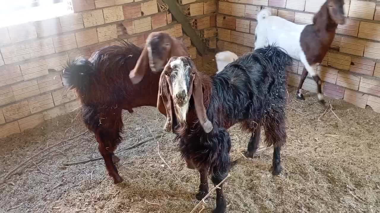 بز نر پربار وسنگین وزن صحیح وسلامت|حیوانات مزرعه|قلعه گنج, |دیوار