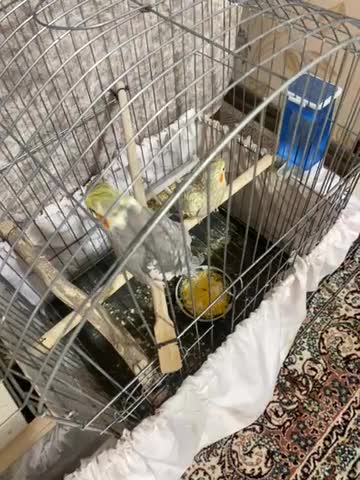 پرنده|پرنده|یزد, |دیوار