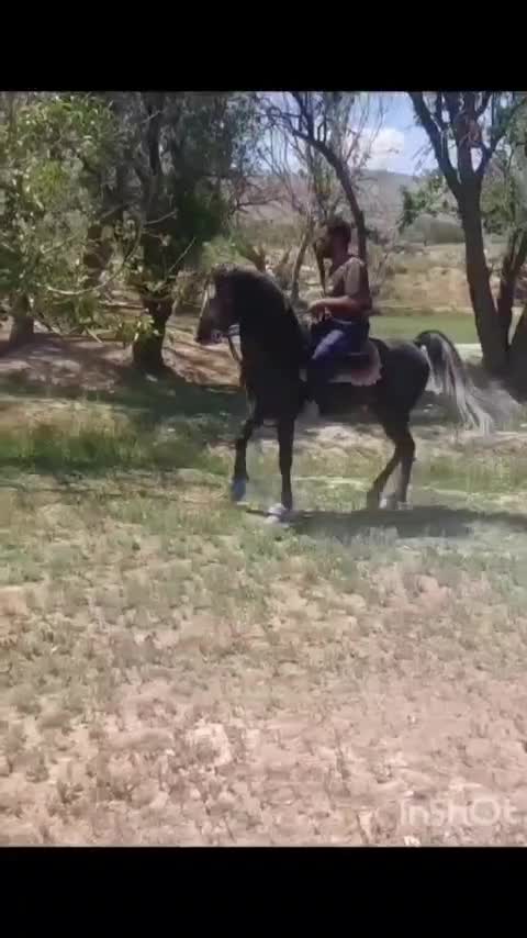 اسب نریان کرد|اسب و تجهیزات اسب‌سواری|کهریزک, |دیوار