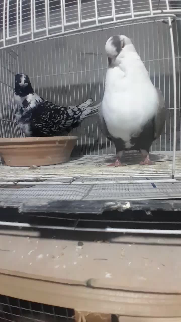 کبوتر بلاندنیت|پرنده|آمل, |دیوار