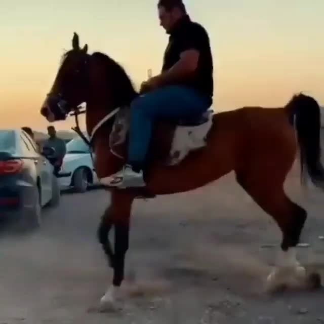 اسب|اسب و تجهیزات اسبسواری|کازرون, |دیوار