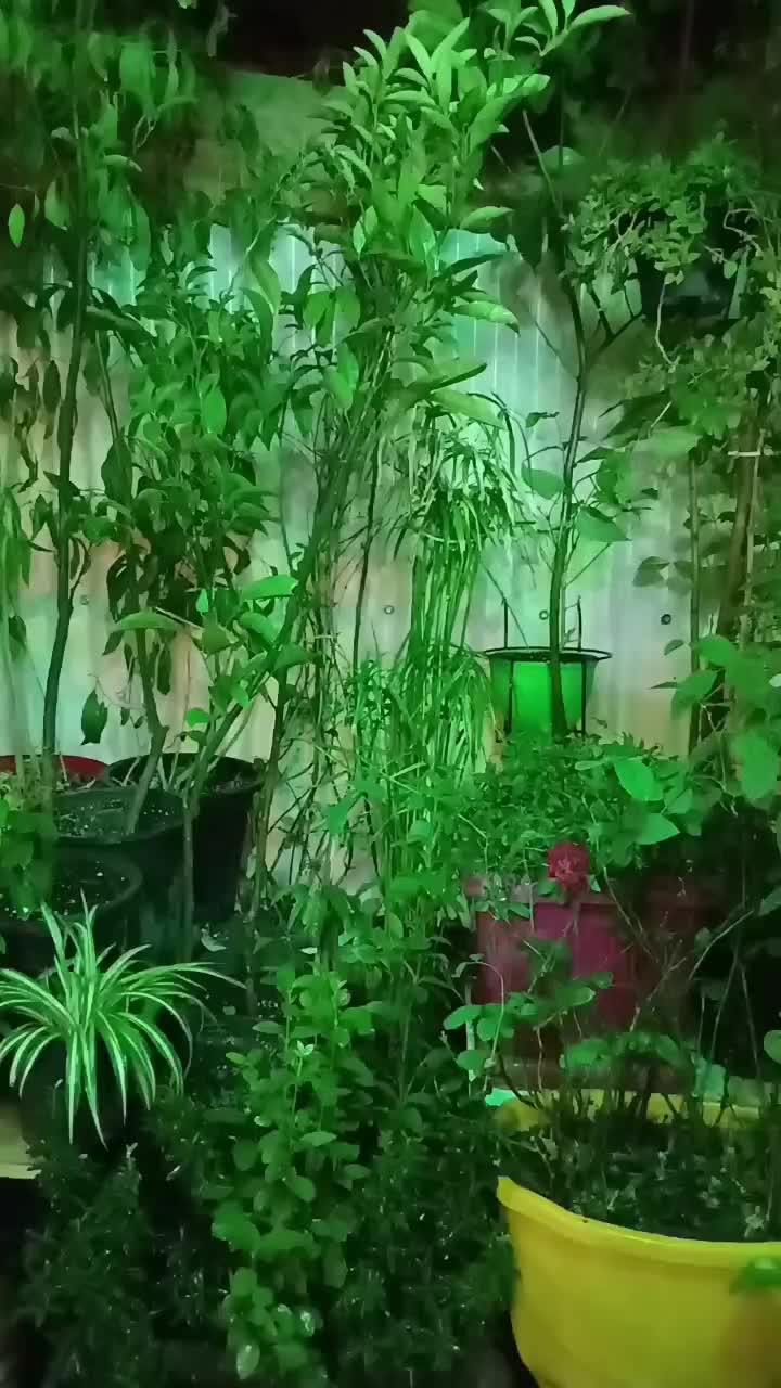 گل و گیاه و اجرا گلخانه کوچک آپارتمانی|گل و گیاه طبیعی|تهران, نیروی هوایی (پیروزی)|دیوار