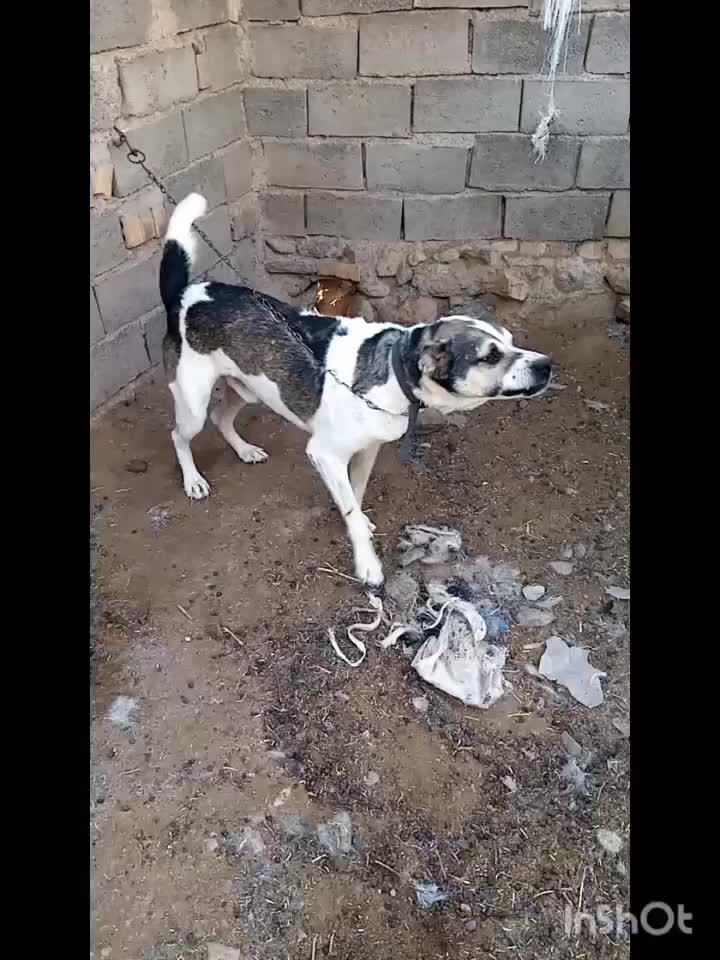 سگ‌گلگی‌دهن‌پاک|سگ|گناباد, |دیوار