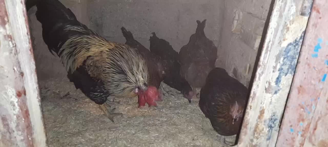 خروسمحلی|حیوانات مزرعه|سنندج, |دیوار