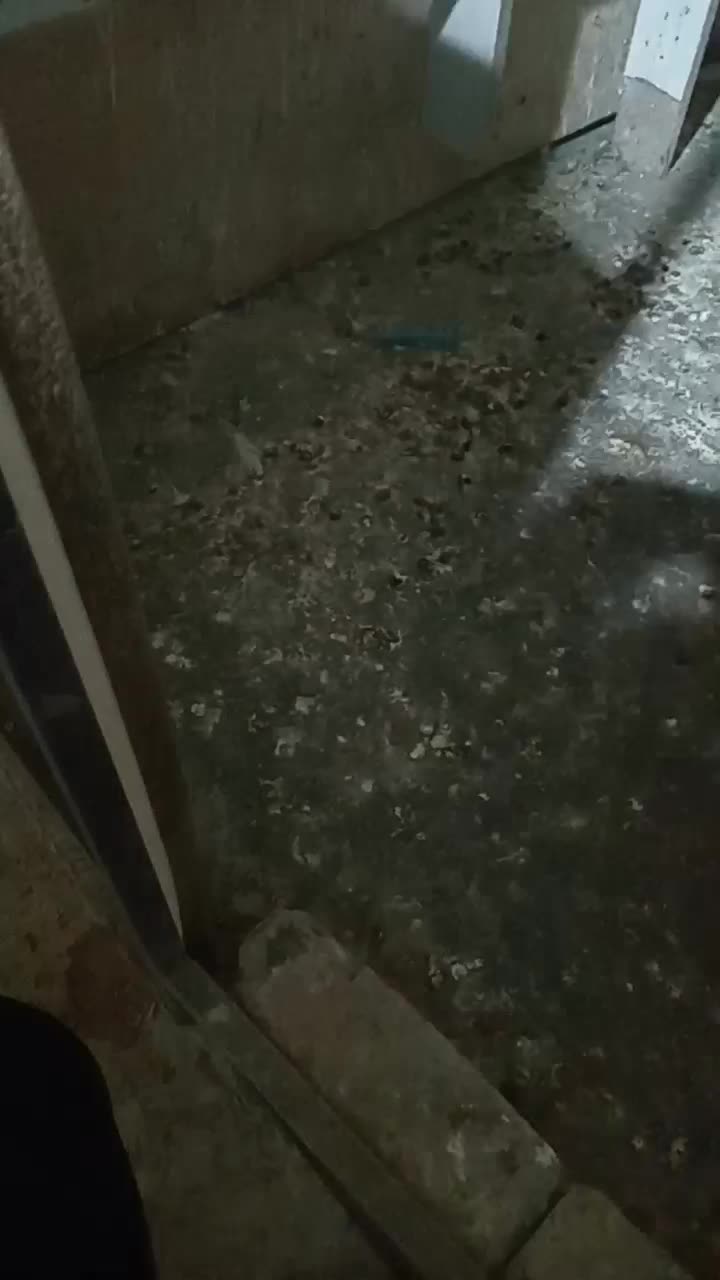 طوقی پرشی|پرنده|شاهین‌شهر, خانه کارگر|دیوار