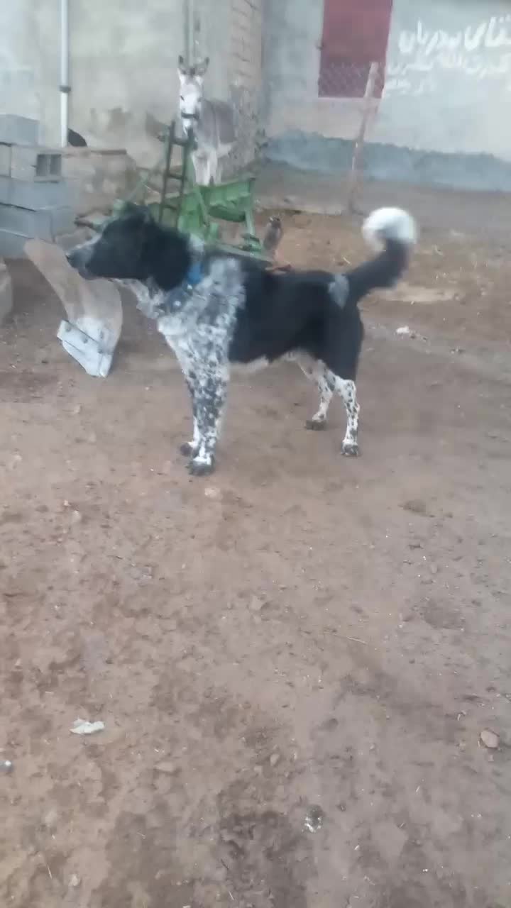 سگ قدرجونی اصل|سگ|صحنه, |دیوار