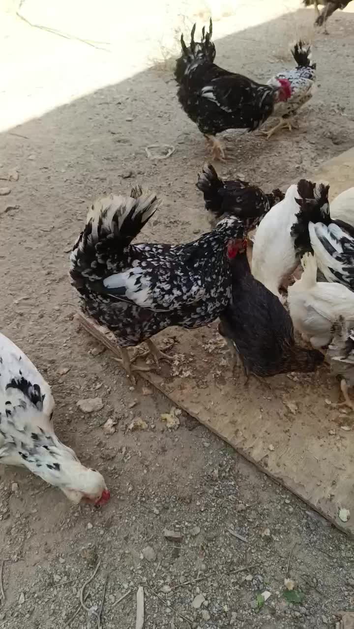 مرغ و خروس گلین|حیوانات مزرعه|رباط‌کریم, نوده|دیوار