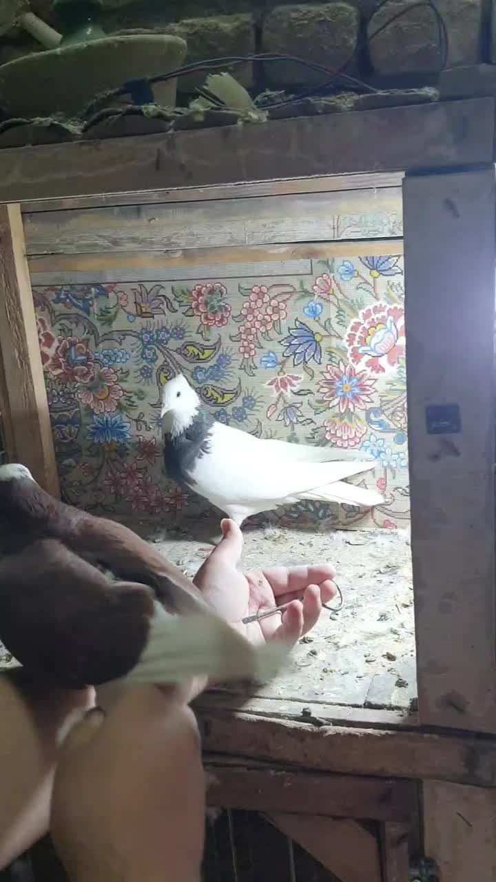 نر شازده|پرنده|قم, هفت تیر|دیوار