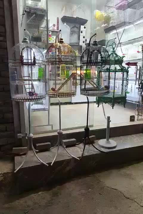 پرنده فروشی قفس عروس هلندی فنچ مرغ عشق|پرنده|مشهد, شهرک بهارستان|دیوار