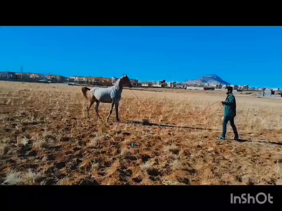 اسب نریان عرب|اسب و تجهیزات اسبسواری|چادگان, |دیوار