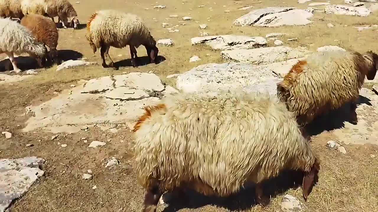 گوسفند لری آبستن شک و دو و سه بره|حیوانات مزرعه|پلدختر, |دیوار