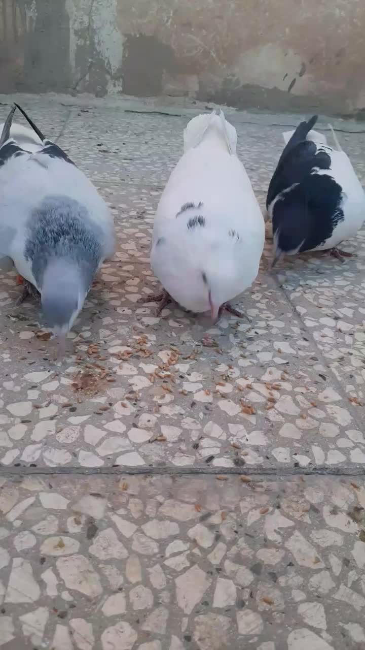 پرنده|پرنده|فیروزه, |دیوار