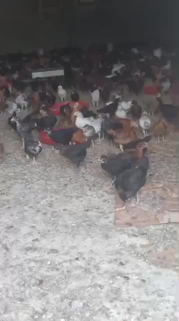 جوجه محلی|حیوانات مزرعه|اهرم, |دیوار