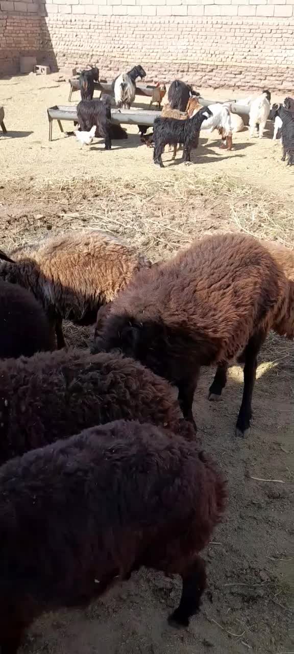 بره قوچی|حیوانات مزرعه|شامکان, |دیوار