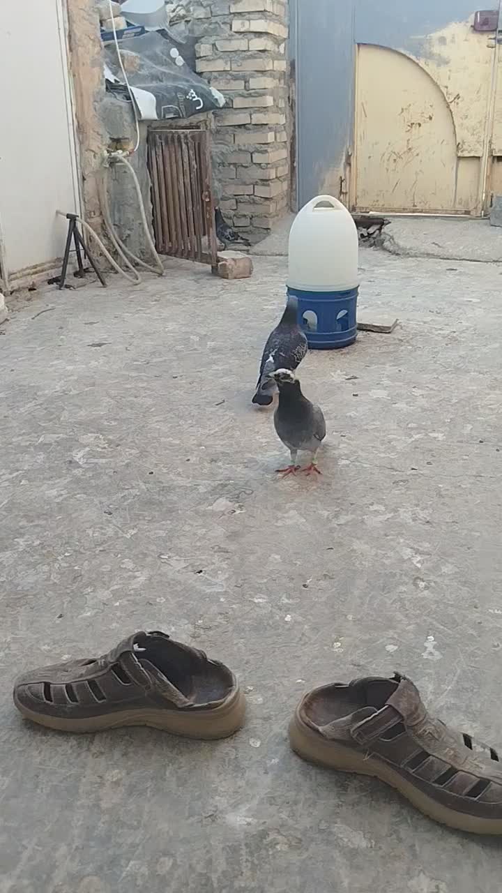 نروماده ضمانتی|پرنده|مشهد, شهید علی محمدی|دیوار