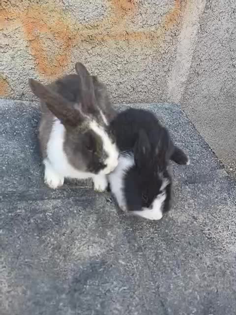 خرگوش|موش و خرگوش|جوادآباد, |دیوار