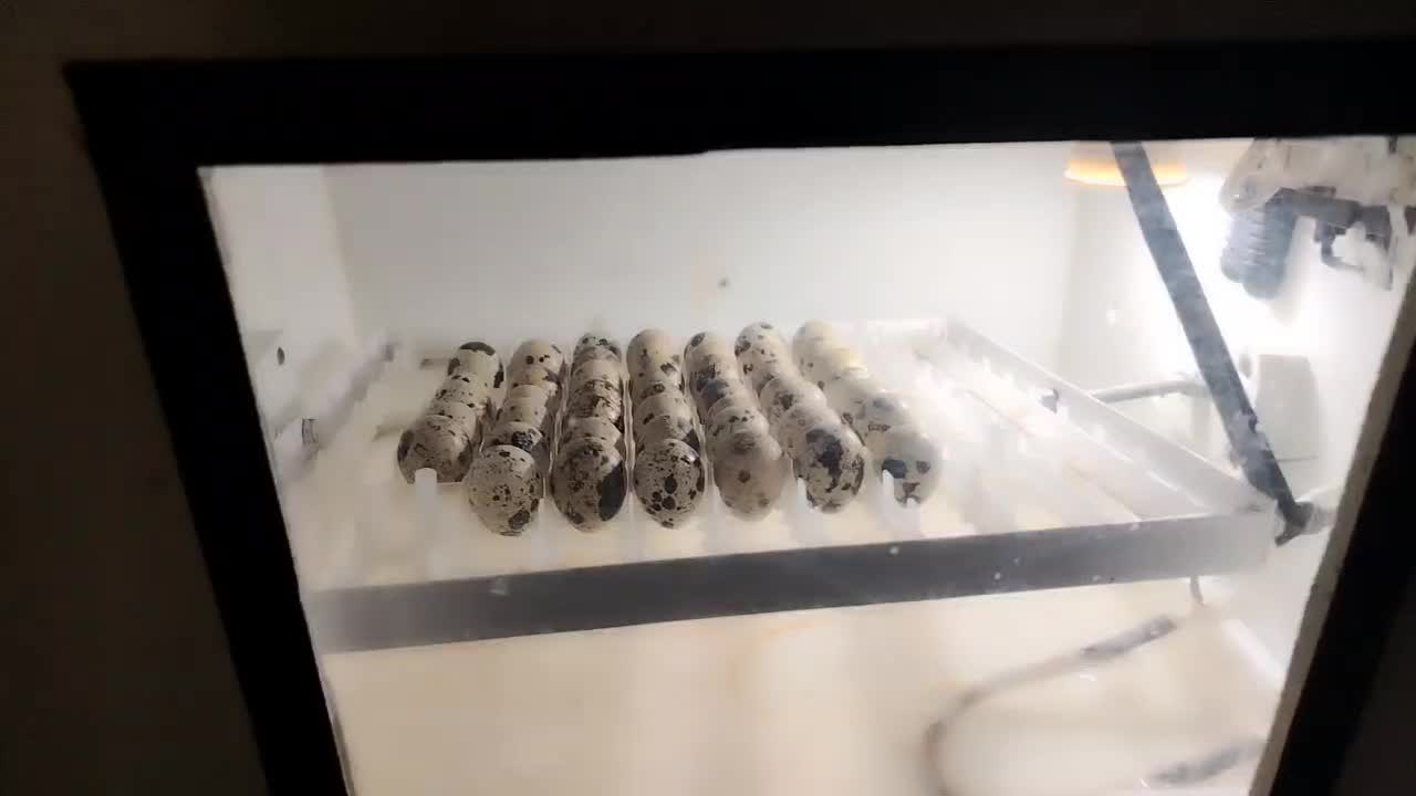 دستگاه جوجه کشی 42 تایی|لوازم جانبی حیوانات|نیشابور, میدان حافظ|دیوار