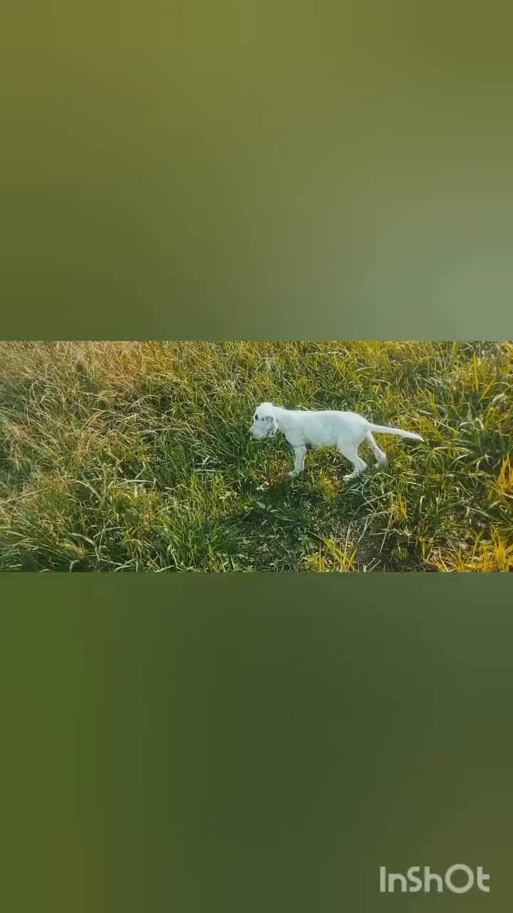 توله شکاری|سگ|طاهرگوراب, |دیوار