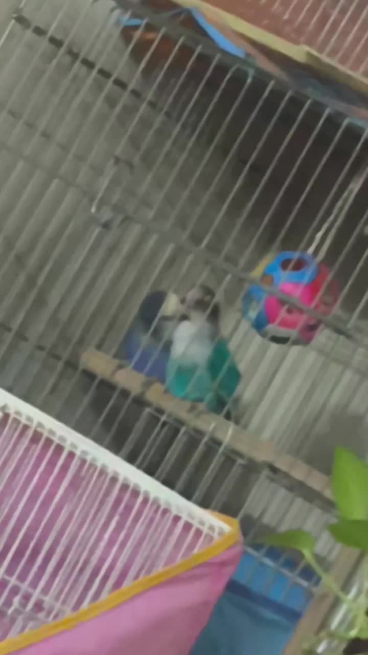 جفت کوتوله برزیلی|پرنده|مرودشت, پشت سایپا‎|دیوار