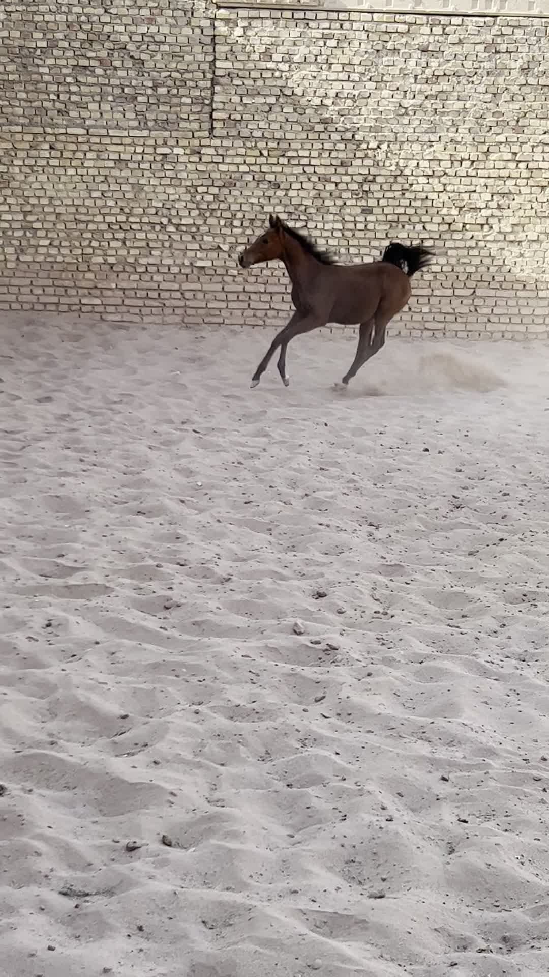 فروش مادیون کورسی براری و کره نریون|اسب و تجهیزات اسب‌سواری|یزد, |دیوار