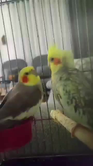 عروس هلندی نر و ماده سخنگو تخم گذار|پرنده|چالوس, |دیوار