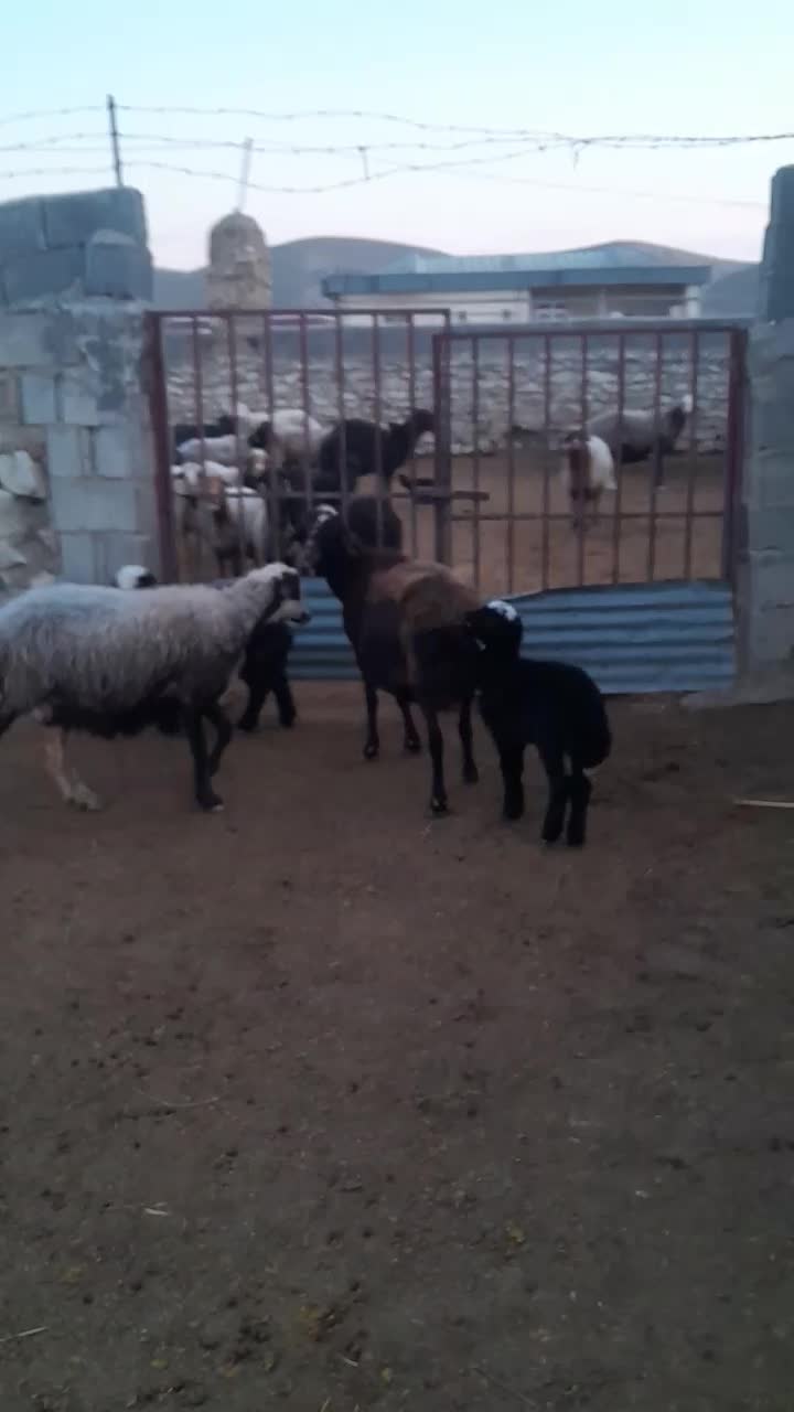 گوسفند|حیوانات مزرعه|گنبد کاووس, |دیوار