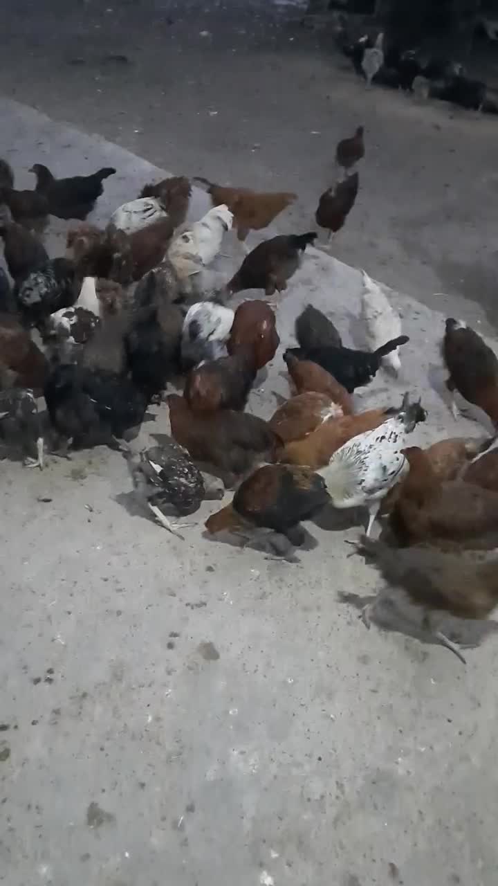 فروش مرغ و خروس محلی اصیل نیمچه اصل اصل|حیوانات مزرعه|گرگان, |دیوار