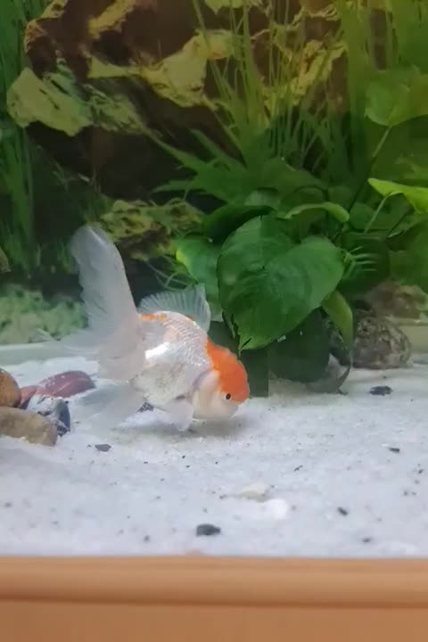 ماهی گلدفیش بزرگ|ماهی|تهران, حکیمیه|دیوار