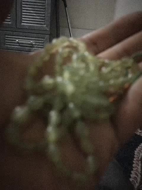 سلام یک عدد تسبحی صدوسه دانه قدیمی شاه مقصود|بدلیجات|شیراز, شهرک بهار|دیوار