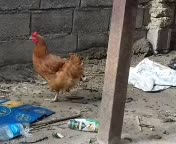 مرغ محلی تخم گذار|حیوانات مزرعه|خان ببین, |دیوار