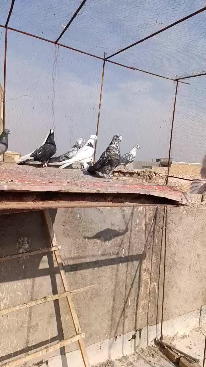 کفتر|پرنده|قم, ولیعصر|دیوار