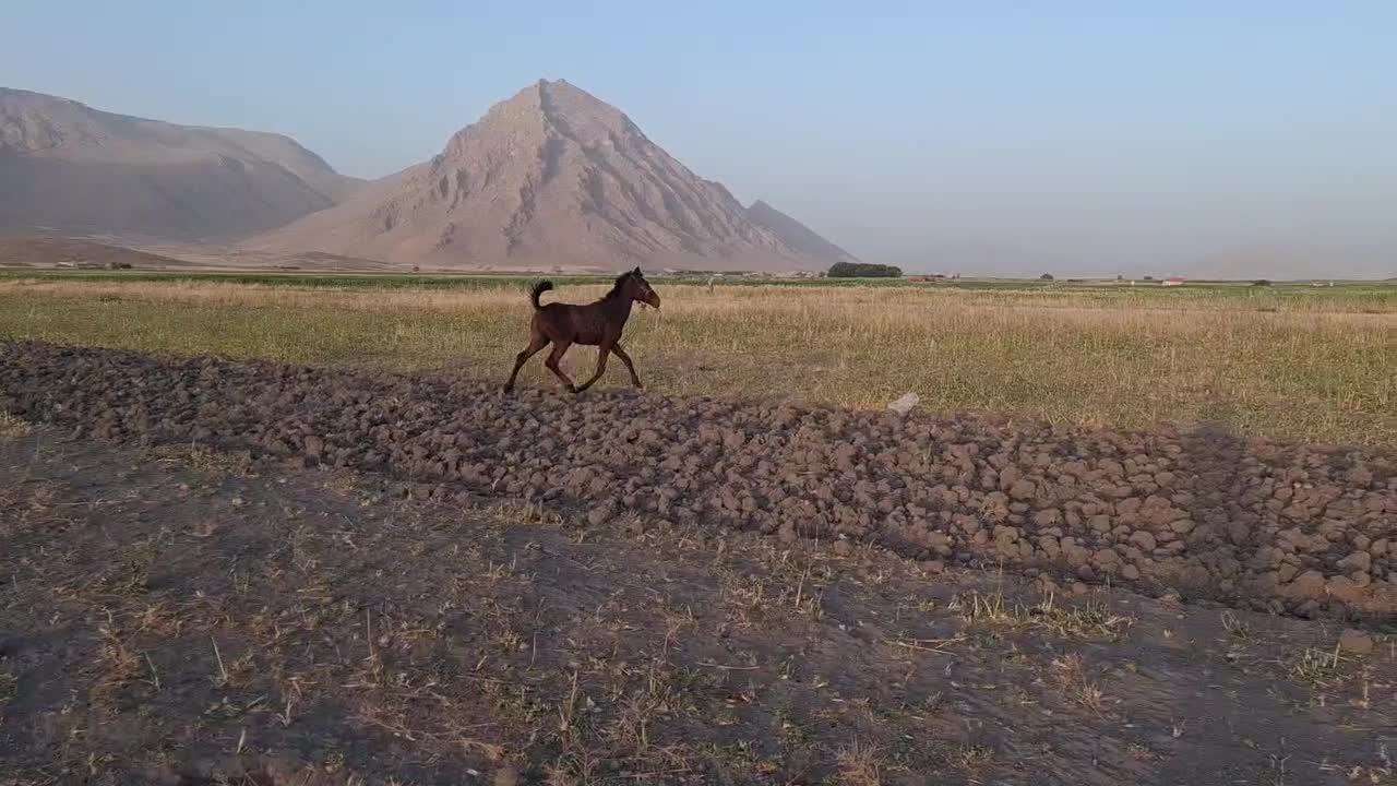 کره نریان|اسب و تجهیزات اسبسواری|صحنه, |دیوار