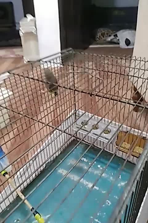 پرنده|پرنده|سنندج, |دیوار