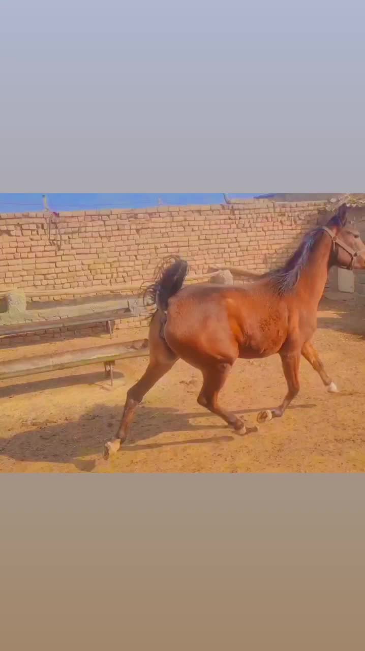 اسب عرب معاوضه با همه چی|اسب و تجهیزات اسب‌سواری|ساوه, |دیوار