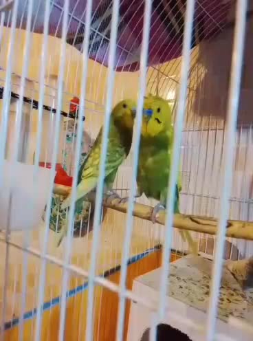 سه جفت ریمبو مولد باقفس|پرنده|بندر ماهشهر, |دیوار