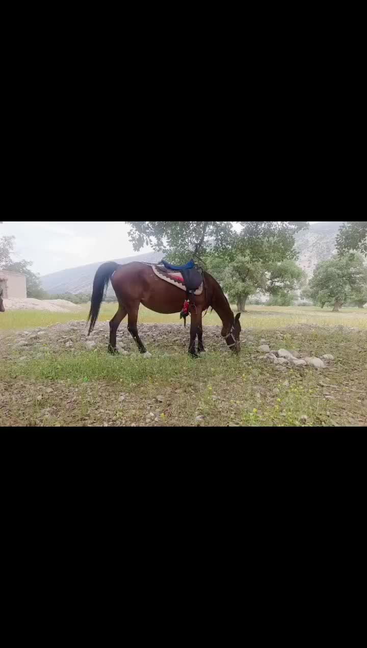 مادیان ترکی قدیمی|اسب و تجهیزات اسبسواری|ارژن, |دیوار