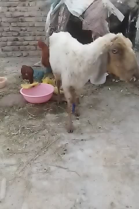 گوسفند|حیوانات مزرعه|پشتکوه (سیستان و بلوچستان), |دیوار